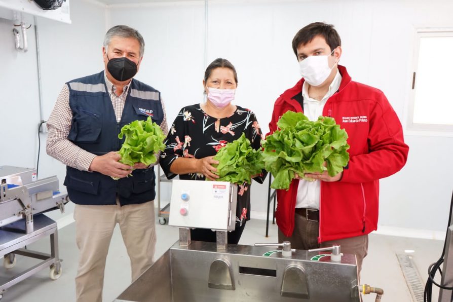 Autoridades visitan cooperativa de hortalizas en Cauquenes