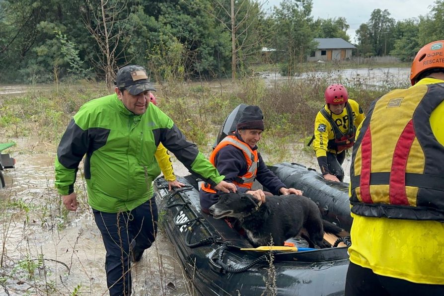 Persona mayor fue rescatada por GOPE tras crecida del Río Achibueno